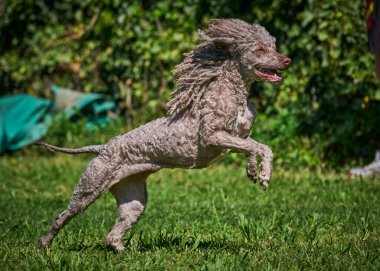 Bir köpek yetiştiricisi Amerikan horozu.