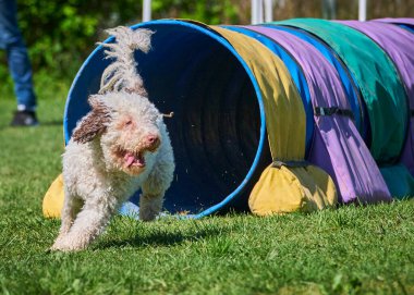 Çeviklik konusunda köpek eğitimi