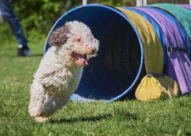 Köpek parkta koşuyor.