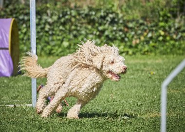Bir köpek çeviklik çizgisi boyunca koşar.