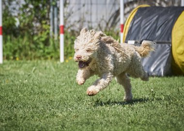 Bir köpek yeşil çimlerin üzerinde koşuyor. yüksek kaliteli fotoğraf