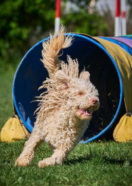 Köpek tarlada oynuyor.