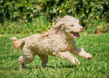 Otların arasındaki köpek