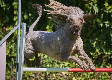 Boğa teriyerinin köpeği.