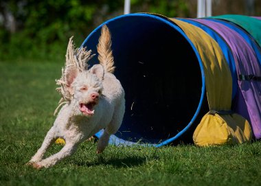 Köpek, köpeğin bir türüdür. Bir Alman çoban köpeği çimenlerde koşar..