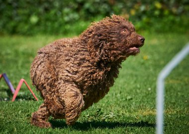 Şirin kaniş köpeği portresi
