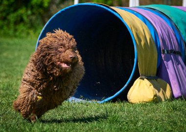Yeşil parktaki sevimli köpek.