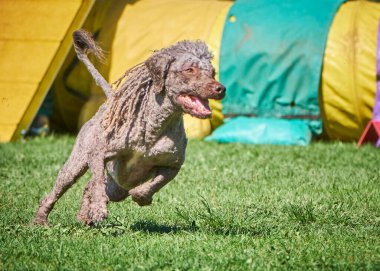 Köpek tarlada koşuyor.