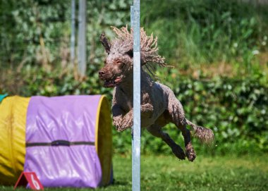 Çeviklikte zıplayan köpek çevikliği