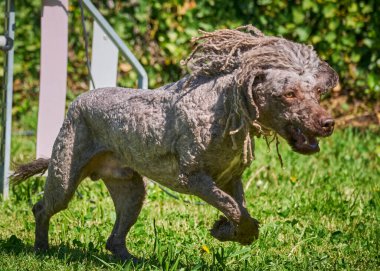Yazın yeşil bir çayırda koşan Alman çoban köpeği.