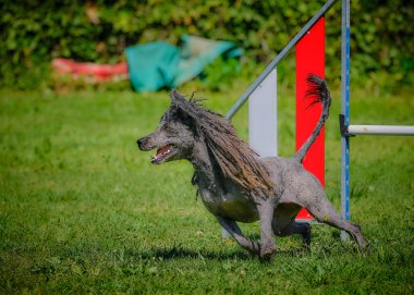 Parkta güzel bir köpek