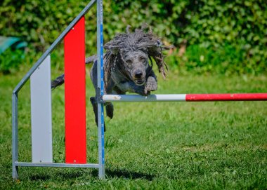 Yarışmada çeviklik köpeği