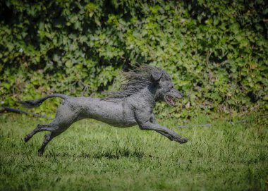 bir çayırda siyah at