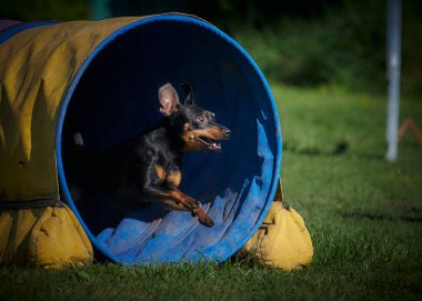 Dodol, dododol, dododol dol dol dol dodol 'dur.