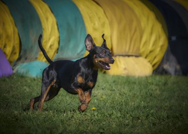 köpek doğurmak boğa korkunç