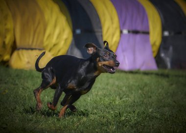 Köpek yetiştiricisi Doberman Berman Doberman