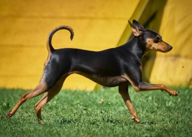Doberman Scher (Doberman) yeşil çimlerde koşuyor
