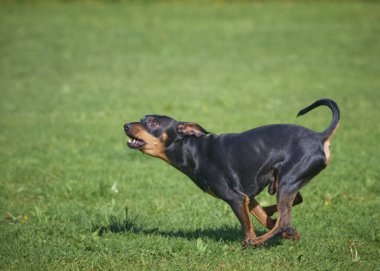 Köpek yetiştiricisi yeşil çimlerde dopinscher