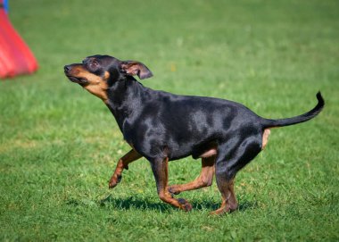 Köpek çiftleşmesi Doberman Teriyeri