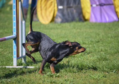 Köpek yetiştiriciliği eğitiminde boğa teriyeri yetiştiriyor.