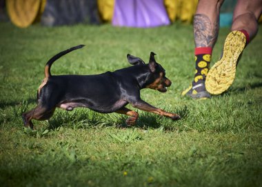 Köpek tarlada koşuyor.