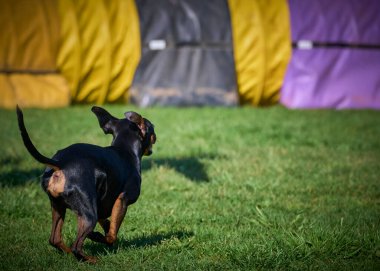 Güneşli bir günde yeşil çayırda bir oyuncakta doberman köpeği