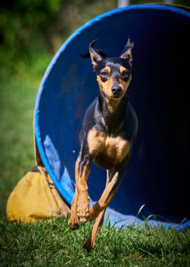 Siyah beyaz köpek yeşil parkta.