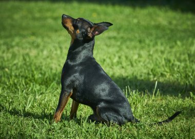 Bahçedeki sevimli siyah köpek.