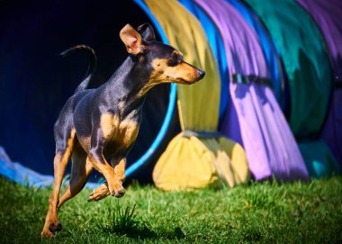 Doberman köpeği yeşil alanda.
