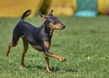 Köpek portresi, doberman cinsi.