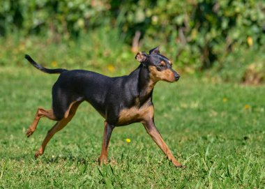 Çayırdaki Doberman Köpeği