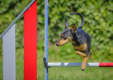 çeviklik sıçrar ve çeviklik.