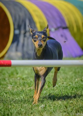 Çeviklikte sevimli bir köpek