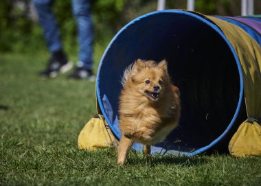 Köpek çiftleştirme doğadaki çoban köpeği..