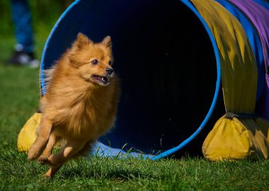 Şirin bir köpeğin portresi..