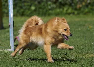 Yeşil parktaki kırmızı köpek