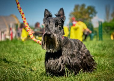 Parktaki siyah beyaz bir köpeğin köpek cinsi.