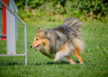 köpek çevikçe koşuyor