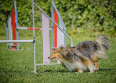 Çeviklik içinde sınır köpeği