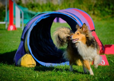 Çeviklik konusunda çoban köpeği eğitimi