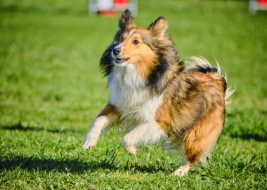 Avustralya çoban köpeği atlama