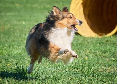 Köpek çeviklik alıştırması yapıyor. Rekabet. Spor malzemeleri.