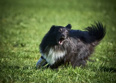 Çimlerde çoban köpeği