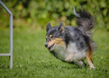 Sınır çoban köpeği koşuyor