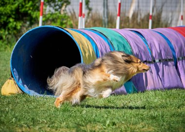 Köpek çiftleşmesi sınır çoban köpeği çevikliği