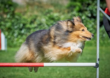 Sınır çoban köpeği çeviklik içinde koşuyor