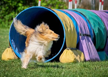 Köpek gibi çeviksin.