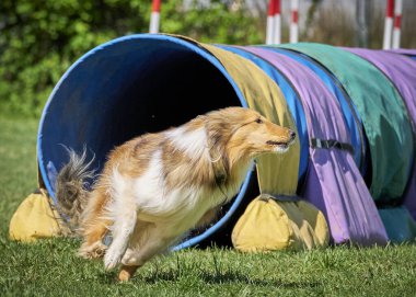 Alman çoban köpeği çeviklikte koşuyor.
