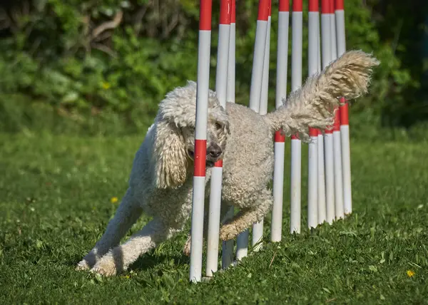 Köpek çeviklik alıştırması yapıyor. Rekabet. Spor malzemeleri.