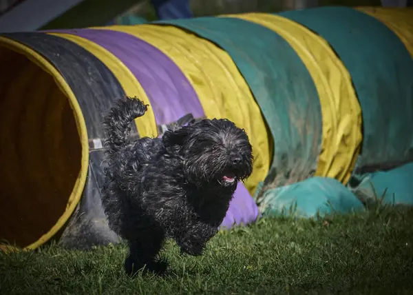 Köpek çeviklik alıştırması yapıyor. Rekabet. Spor malzemeleri.